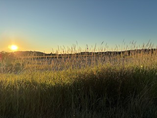Fern Ridge WMA--Fisher Butte Unit north (dikes around Pond 4, 5, 6, and ...