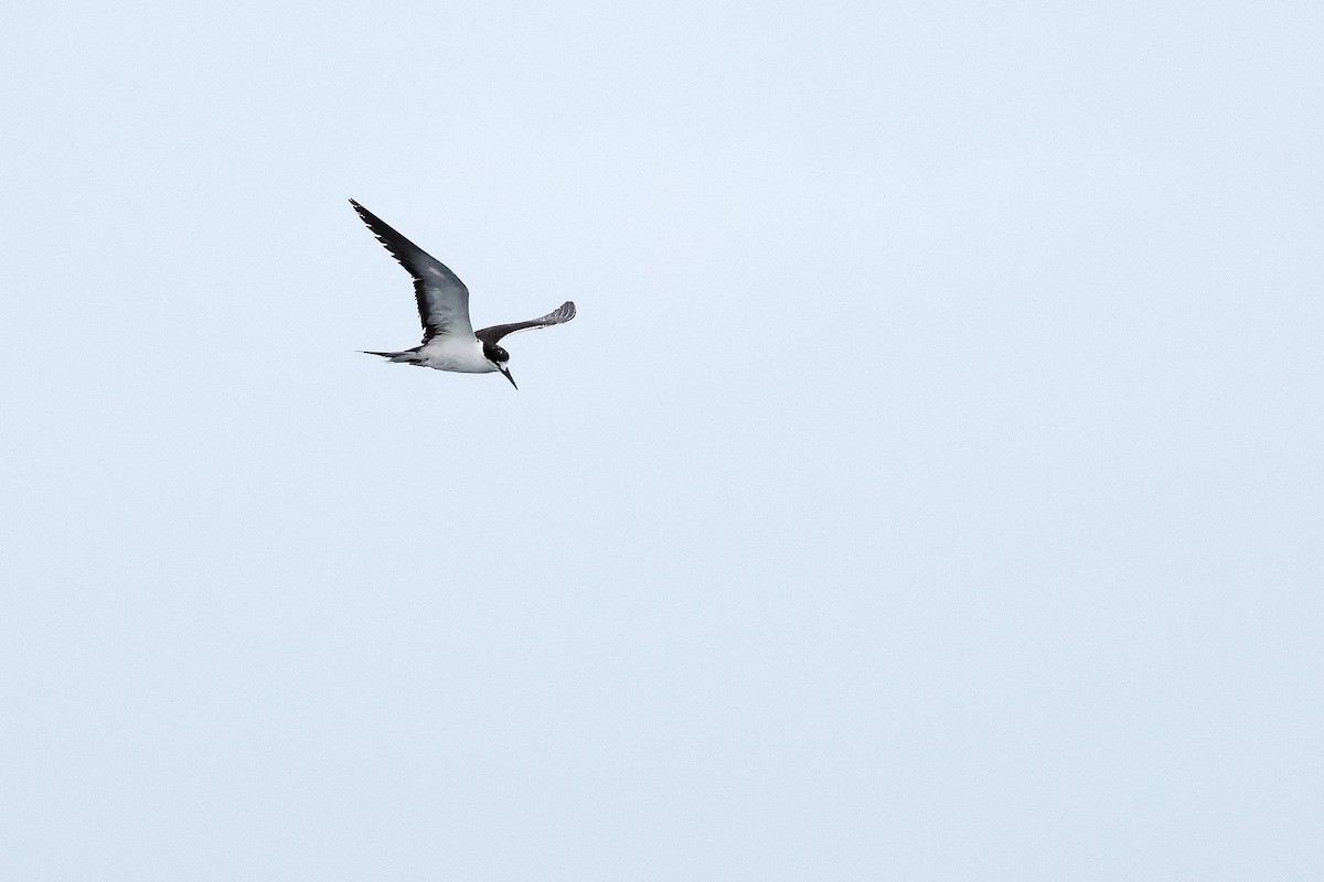 Sooty Tern - ML642614108
