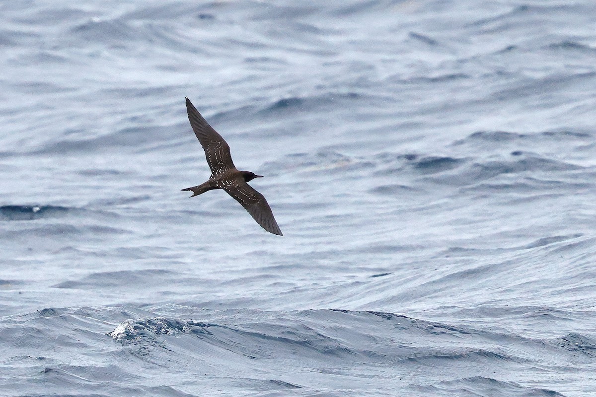 Sooty Tern - ML642614109