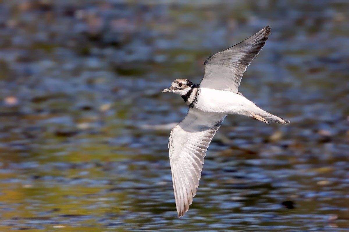 Killdeer - ML642614123