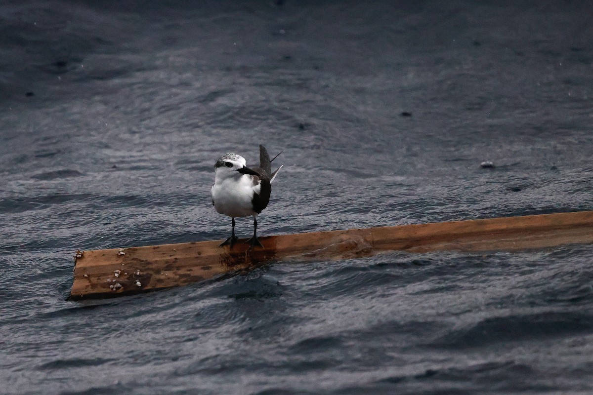 Bridled Tern - ML642614125