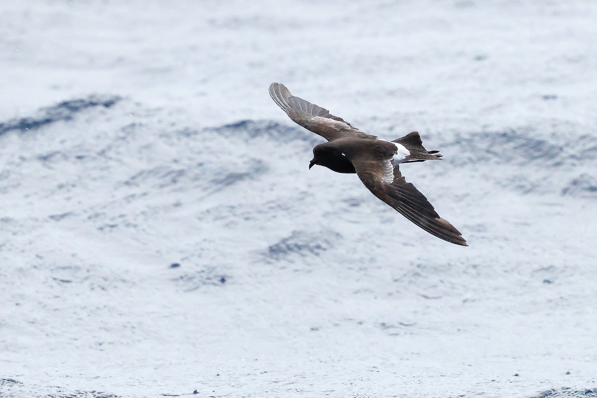 Wilson's Storm-Petrel - ML642614159