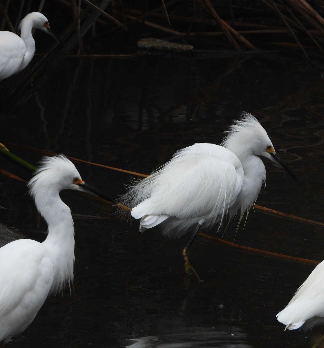 Snowy Egret - ML642614162