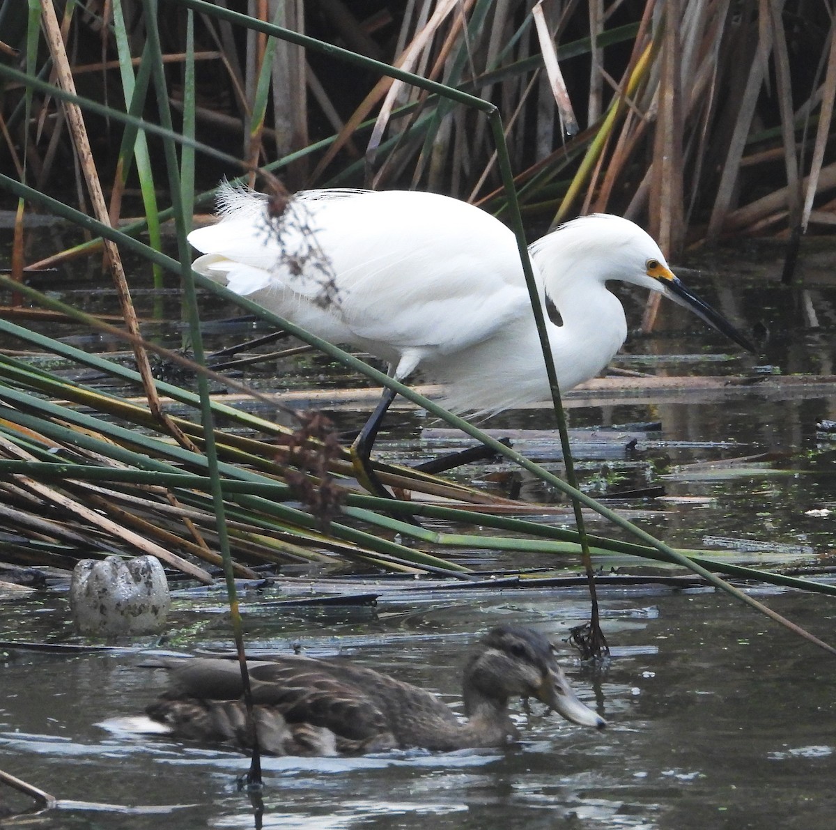 Snowy Egret - ML642614164
