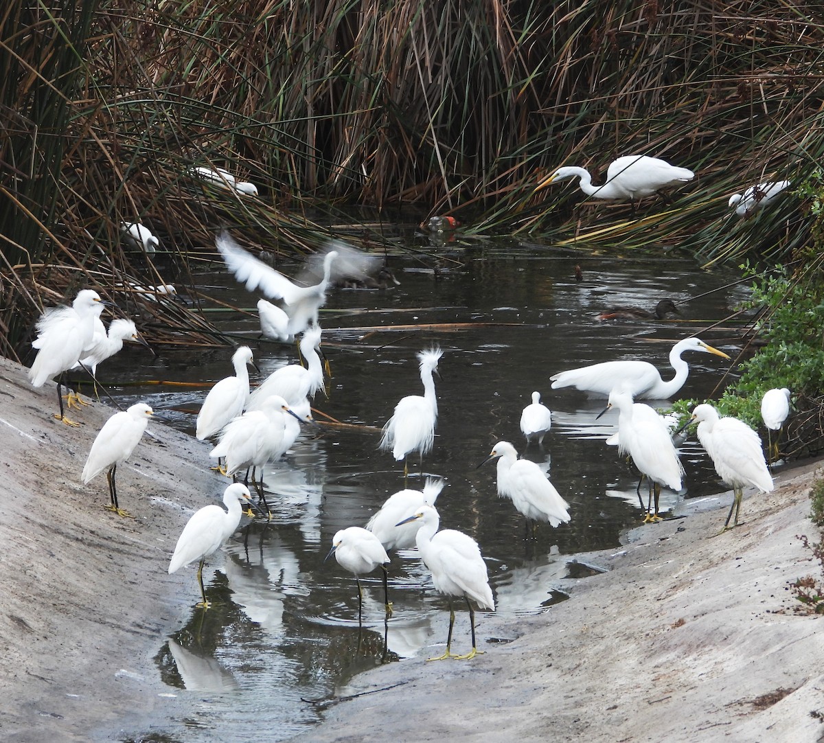Snowy Egret - ML642614165