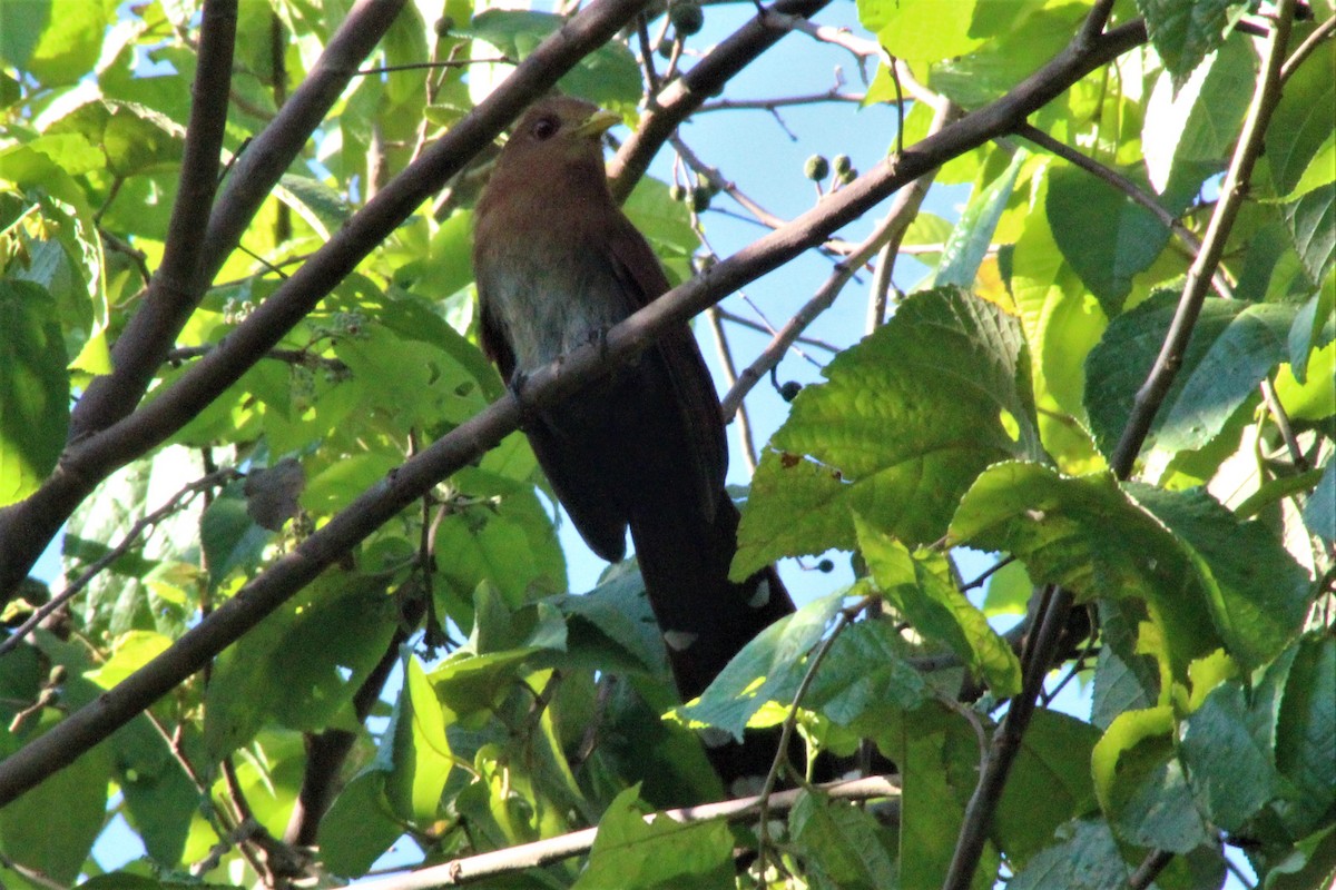 Little Cuckoo - ML642614171