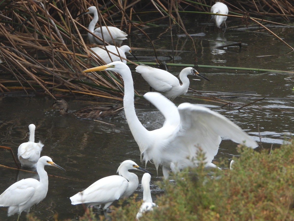 Great Egret - ML642614181