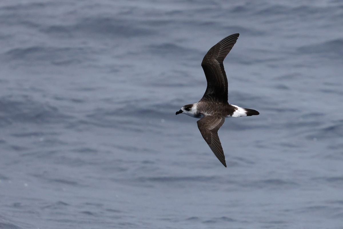 Black-capped Petrel (Dark-faced) - ML642614183