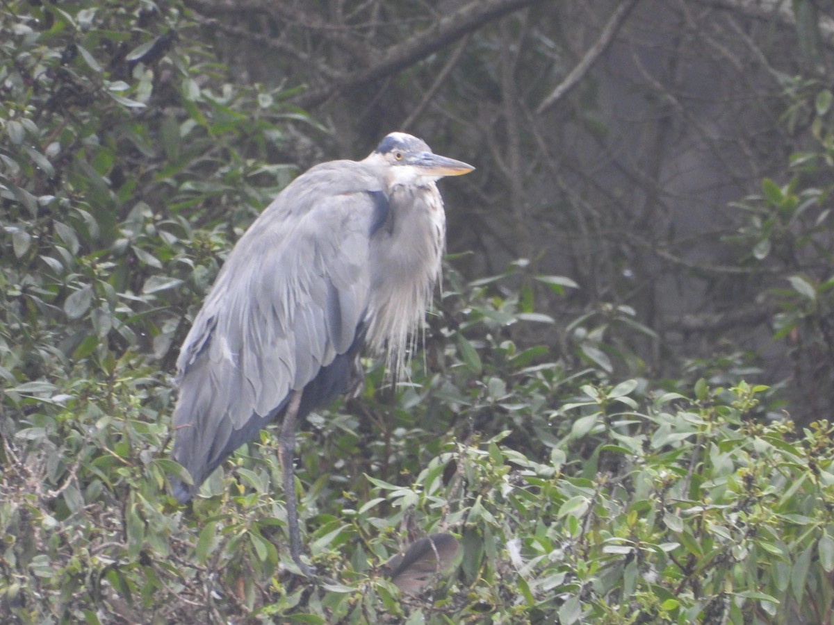 Great Blue Heron - ML642614185