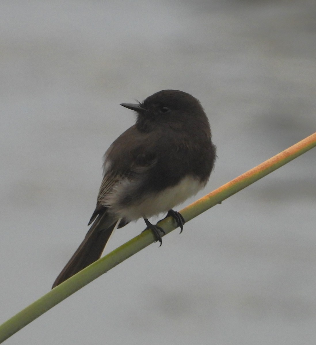 Black Phoebe - ML642614194