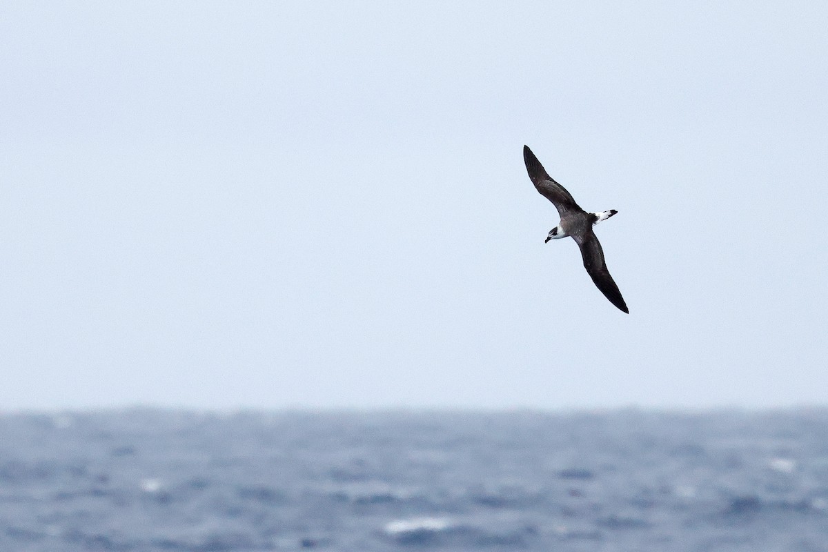 Black-capped Petrel (White-faced) - ML642614196