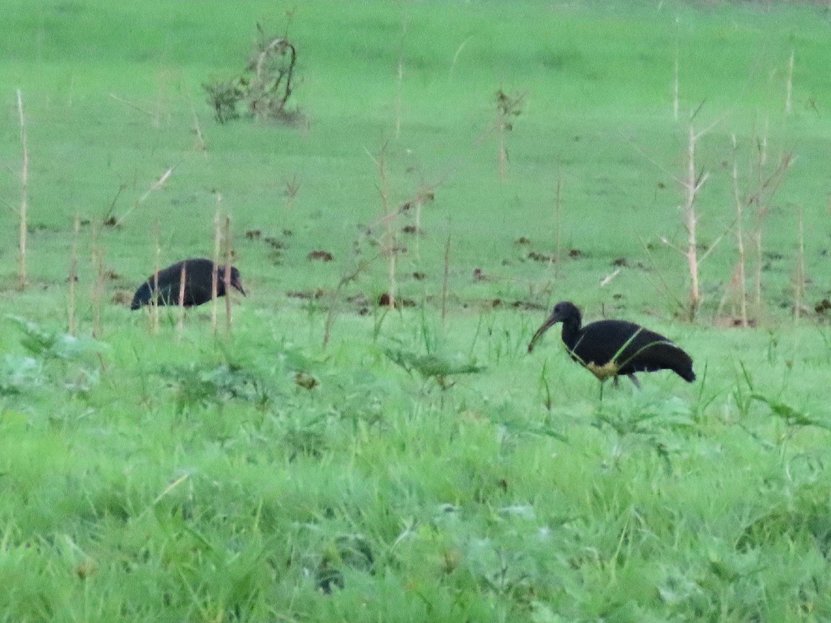 Green Ibis - ML642614197