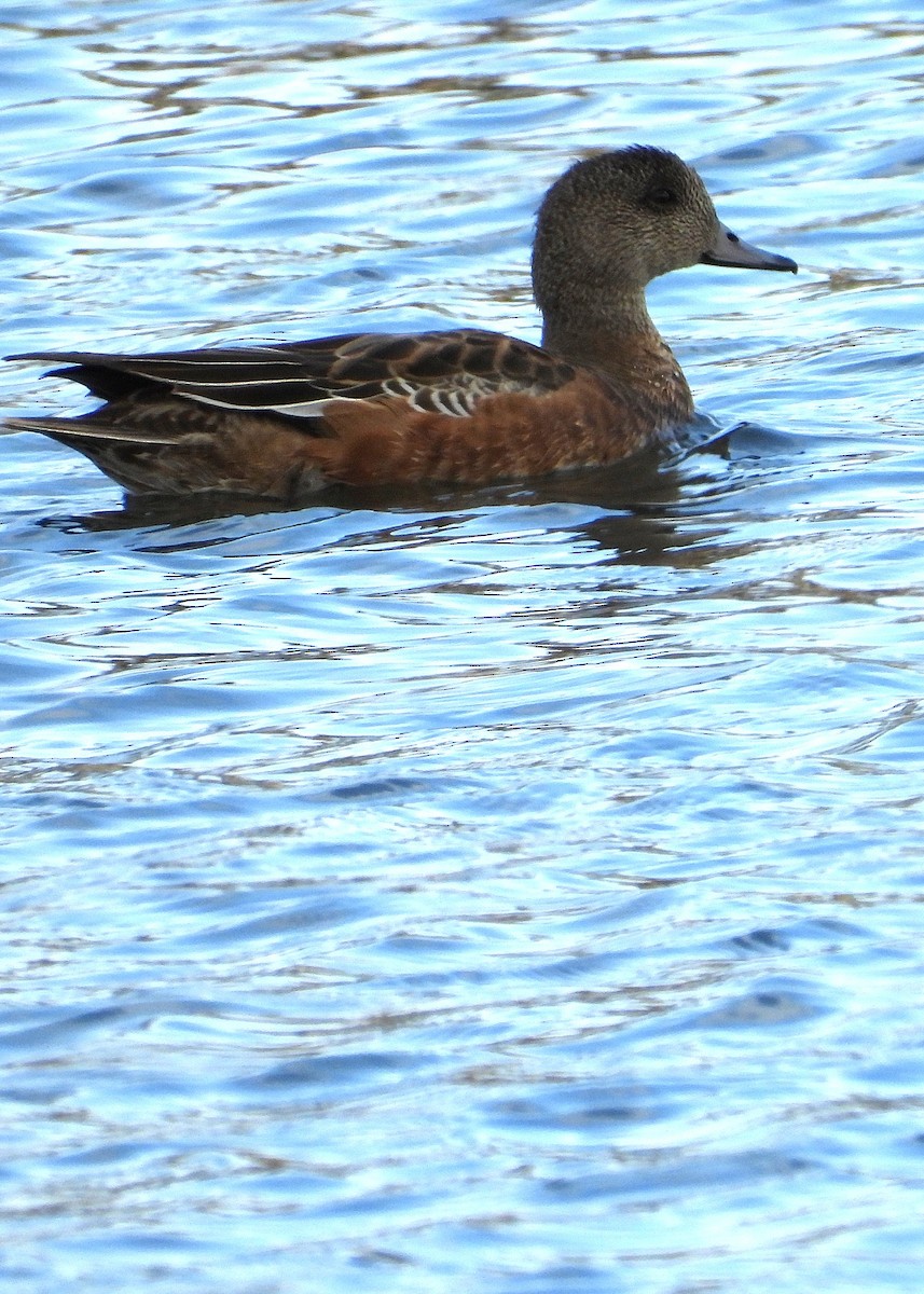 Canard d'Amérique - ML642614200