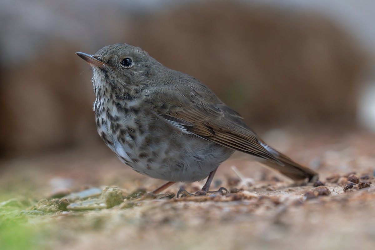 Hermit Thrush - ML642614201