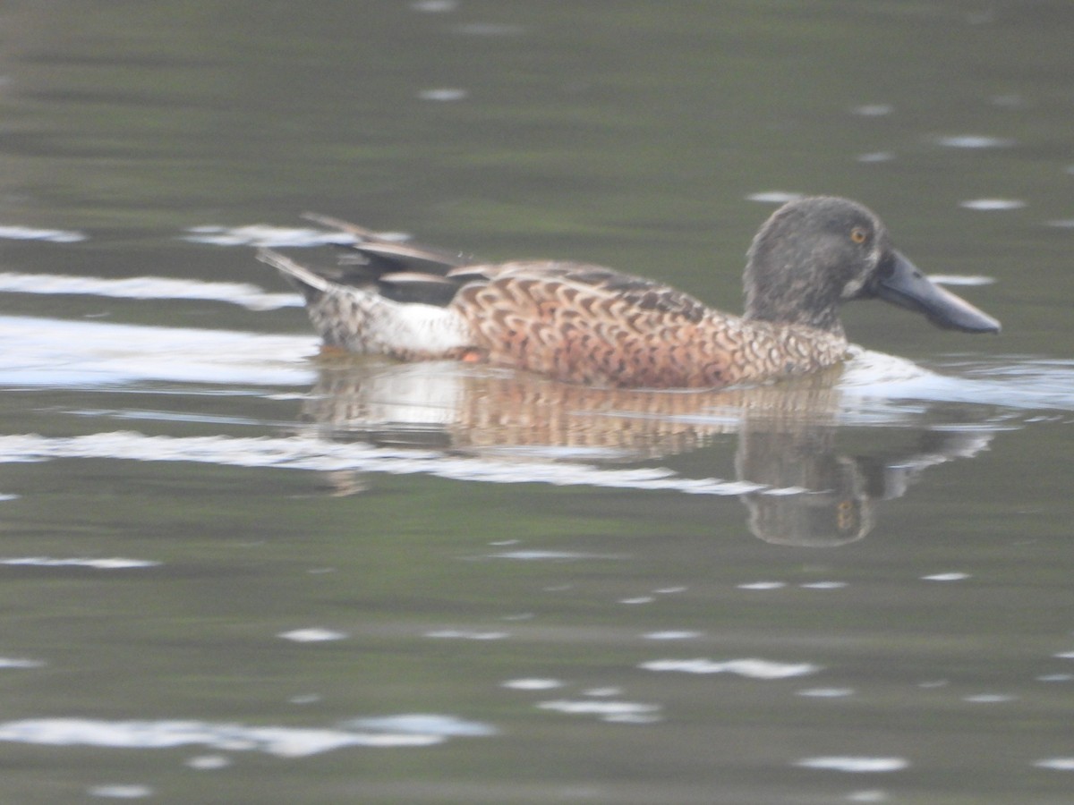 Northern Shoveler - ML642614204