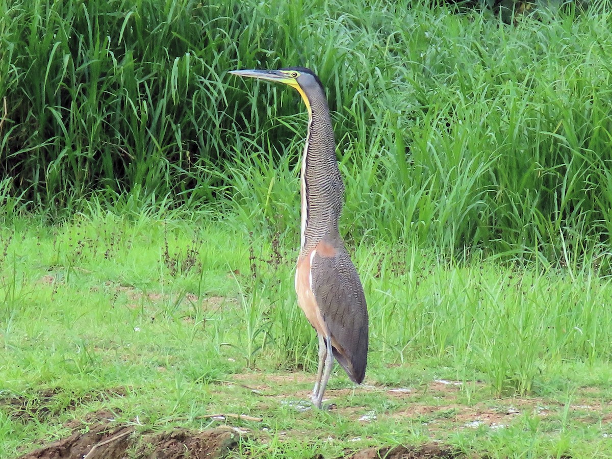Bare-throated Tiger-Heron - ML642614211