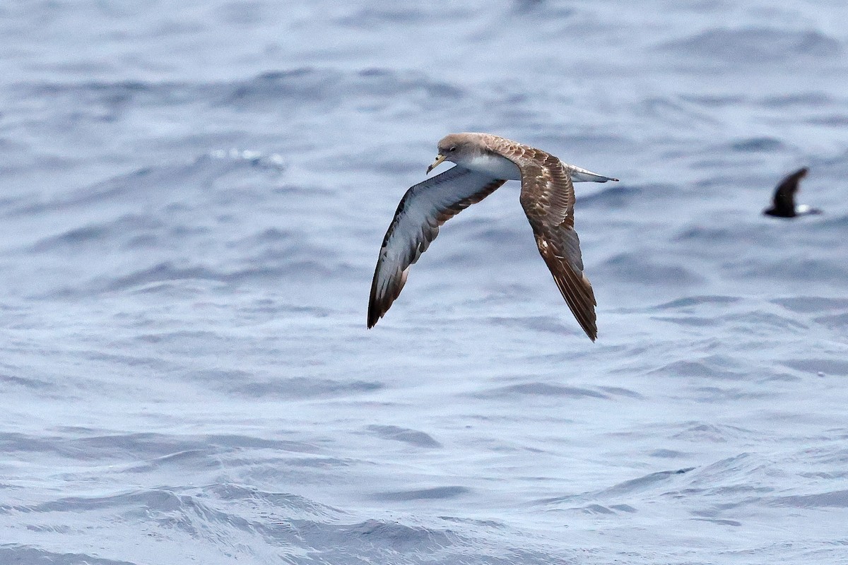 Scopoli's Shearwater - ML642614213
