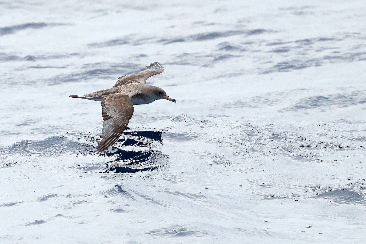 Scopoli's Shearwater - ML642614214