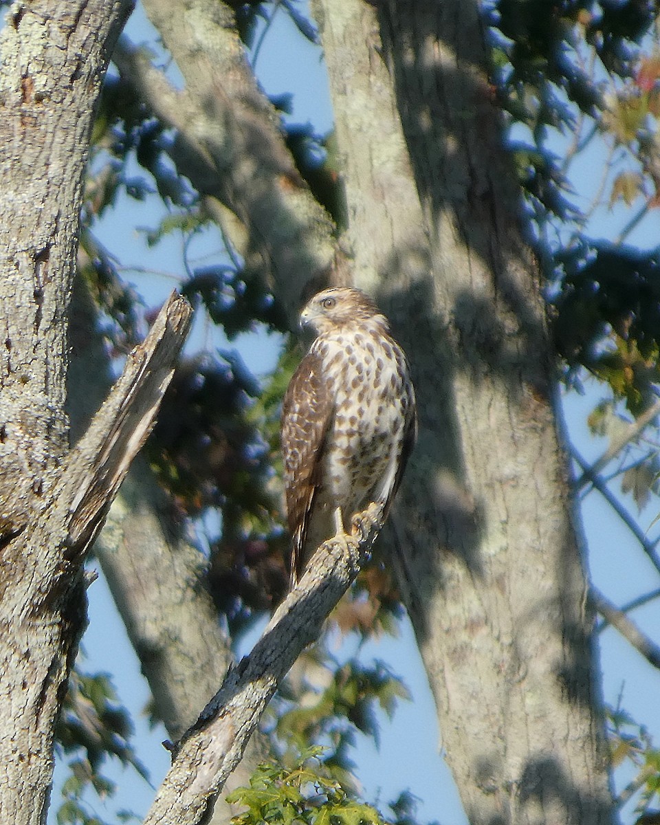 Red-shouldered Hawk - ML642614235