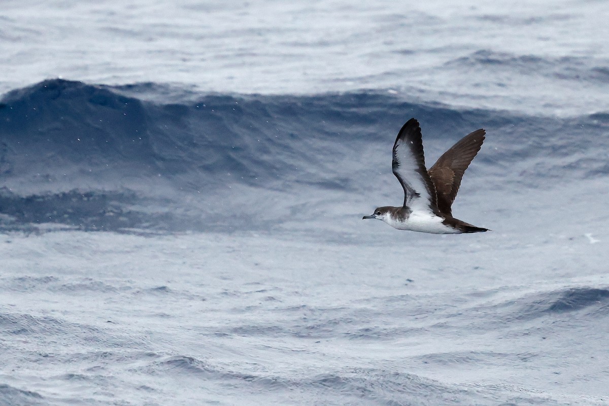 Sargasso Shearwater - ML642614240