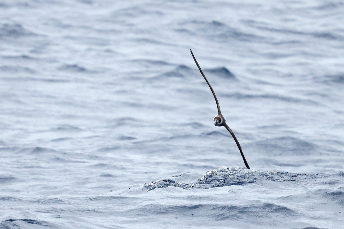 Black-capped Petrel - ML642614251