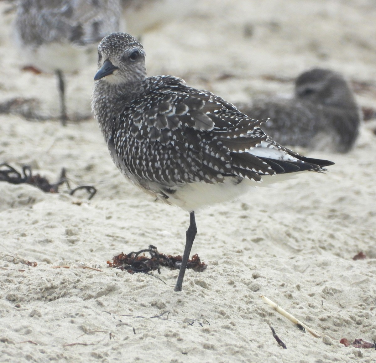 Black-bellied Plover - ML642614259