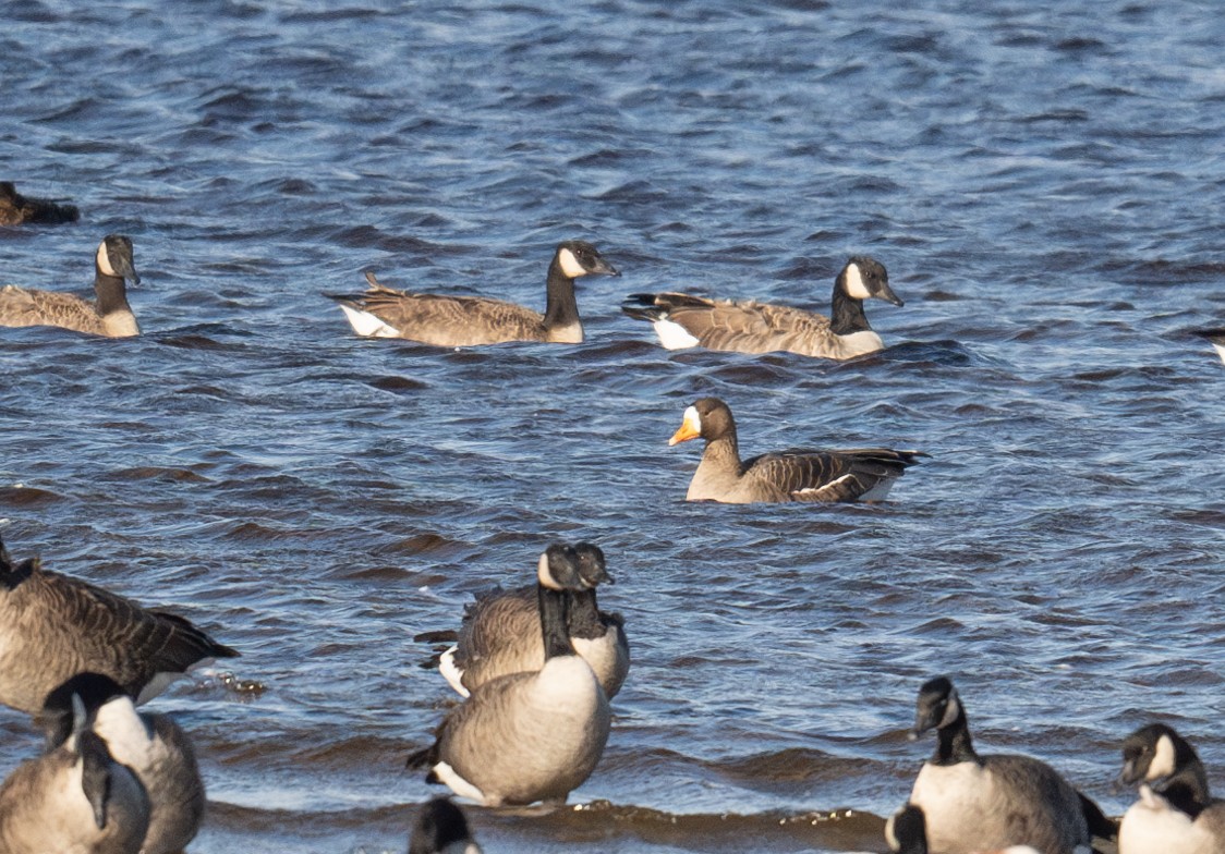 Greater White-fronted Goose - ML642614270