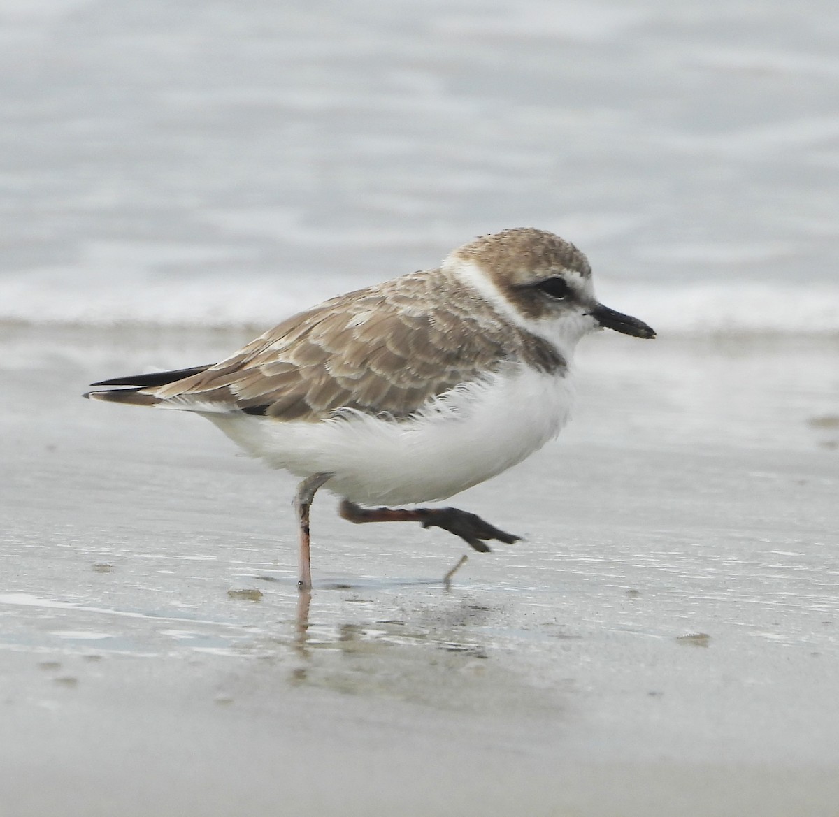 Snowy Plover - ML642614272