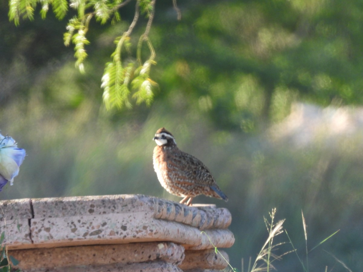 Northern Bobwhite (Eastern) - ML642614281
