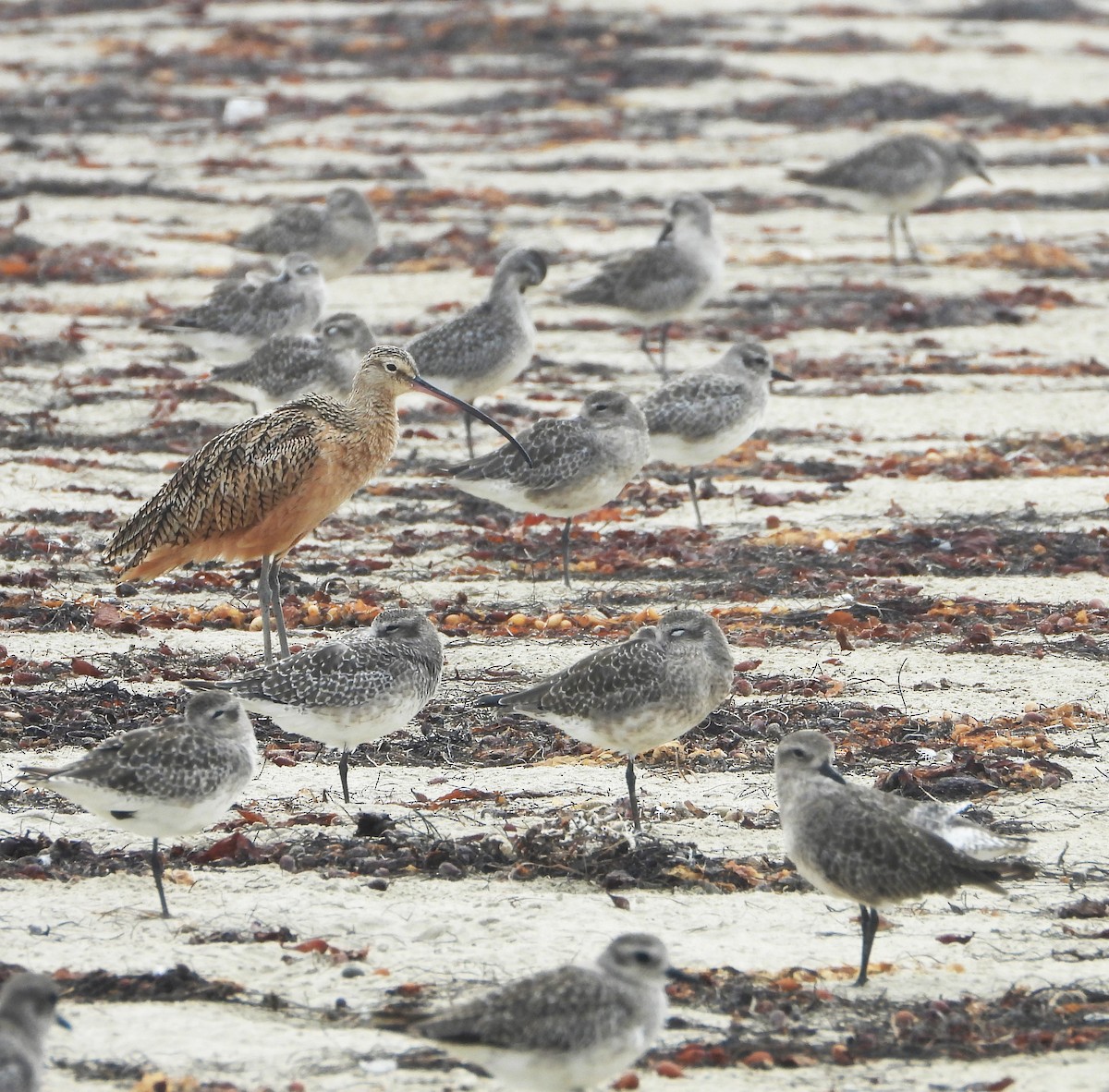 Long-billed Curlew - ML642614284