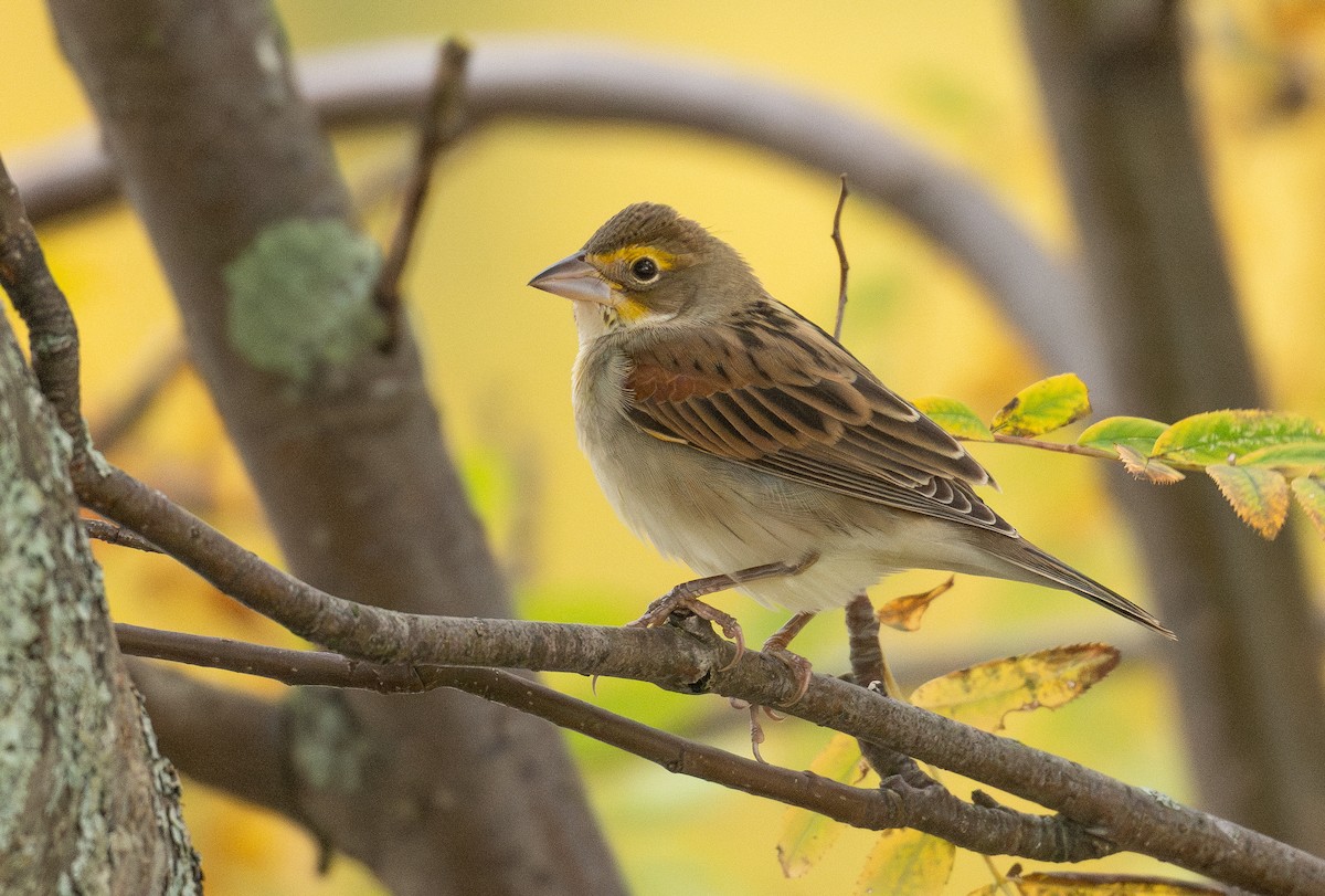 Dickcissel - ML642614285
