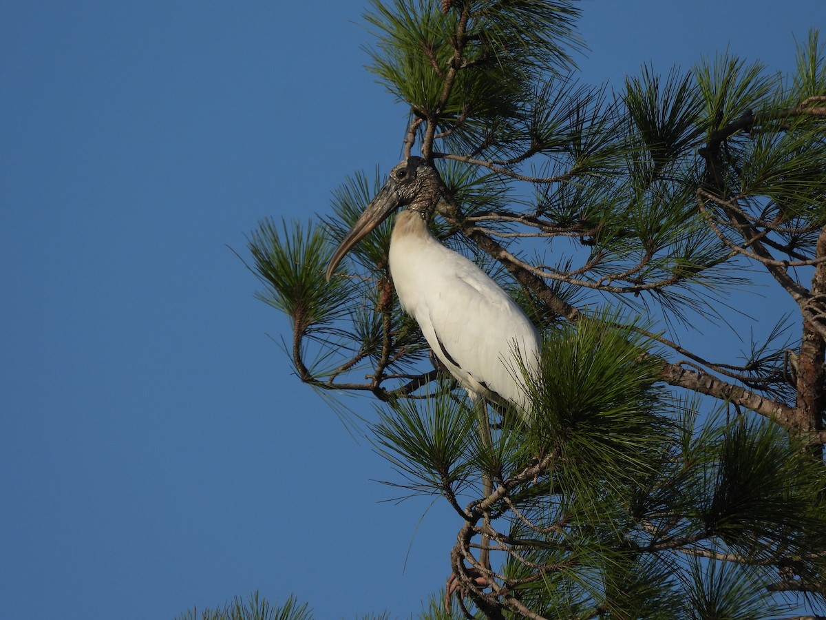 Wood Stork - ML642614287
