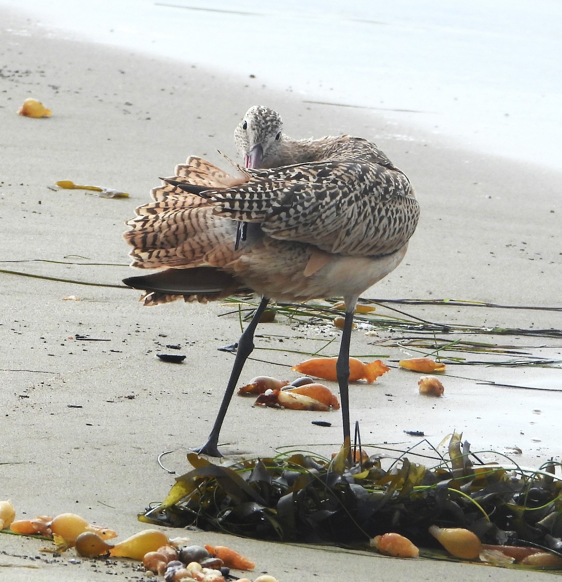 Marbled Godwit - ML642614314
