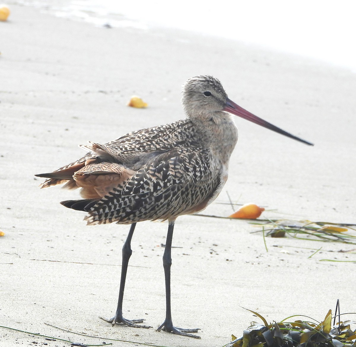 Marbled Godwit - ML642614316