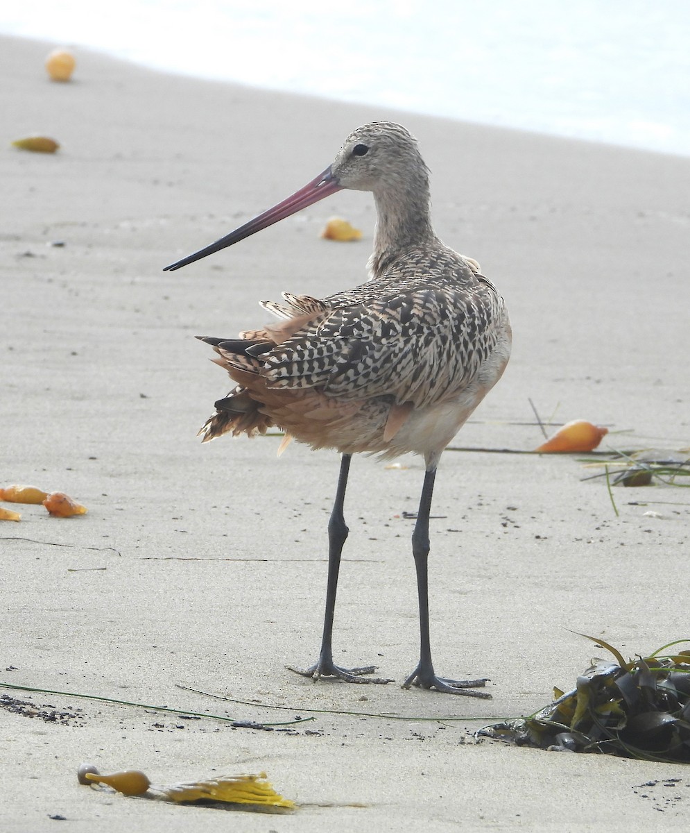 Marbled Godwit - ML642614317