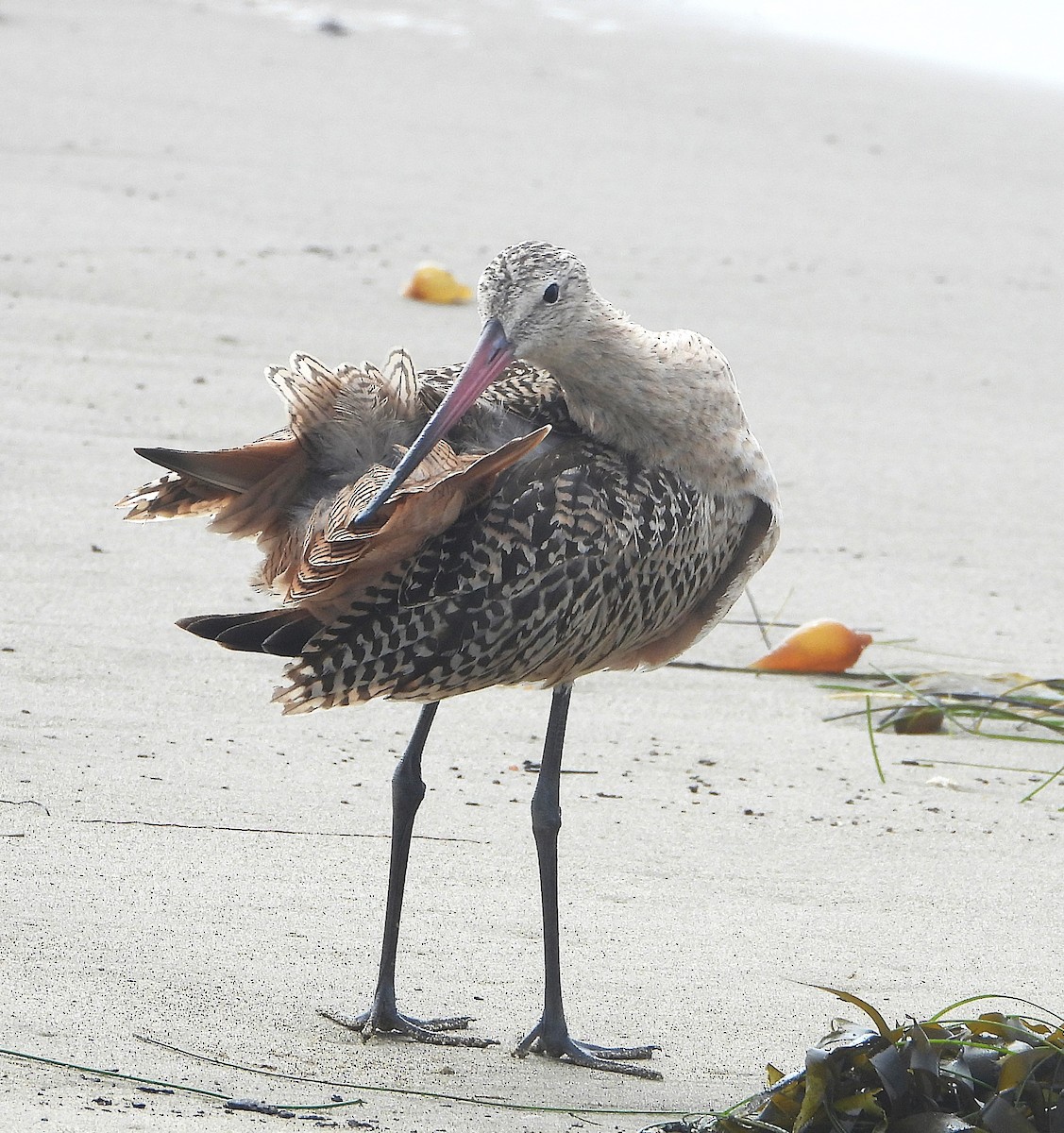 Marbled Godwit - ML642614318