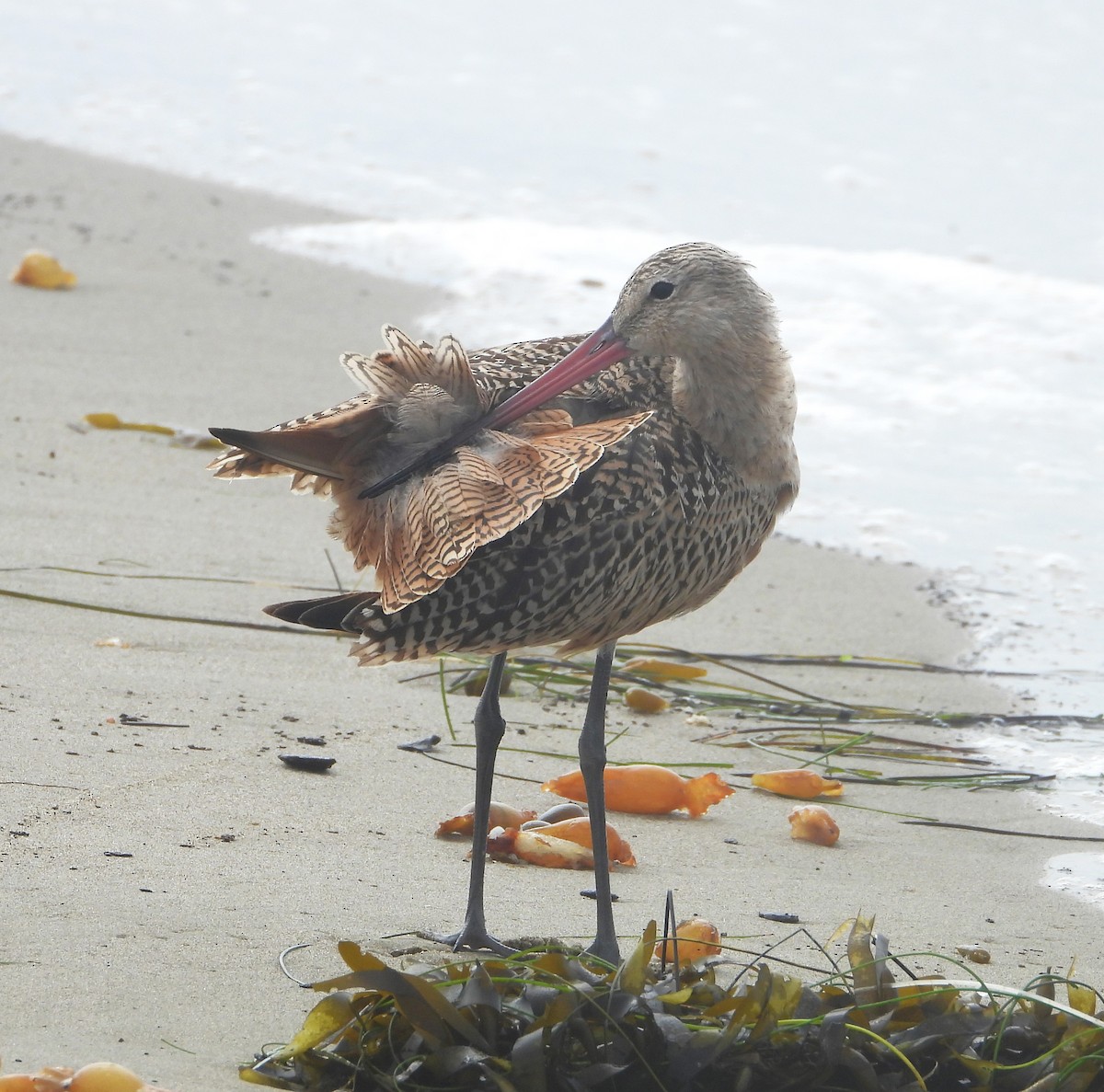 Marbled Godwit - ML642614319