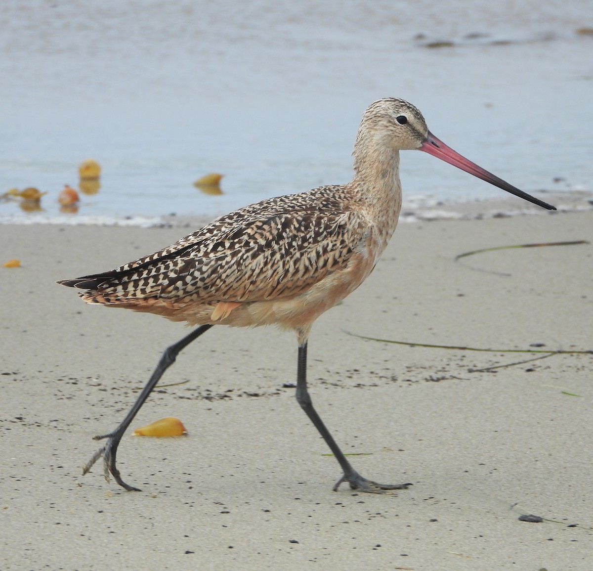 Marbled Godwit - ML642614320
