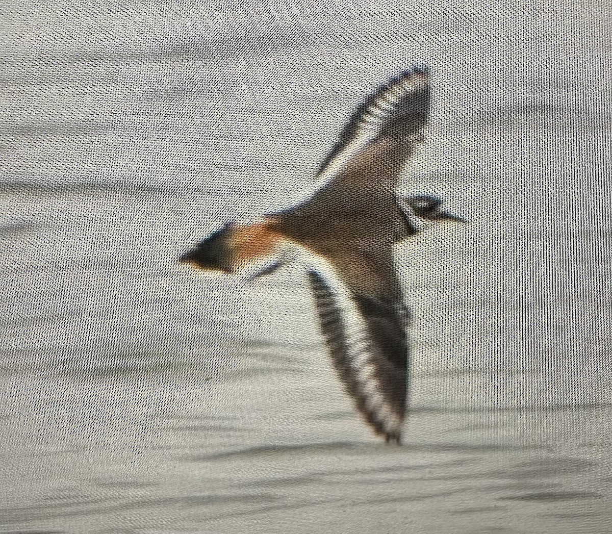 Killdeer - ML642614342