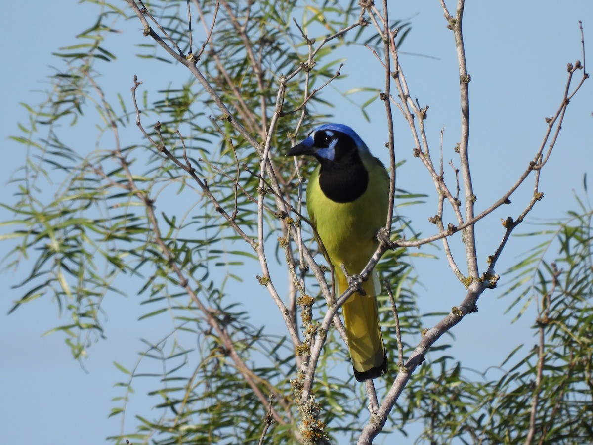 Green Jay (Green) - ML642614343
