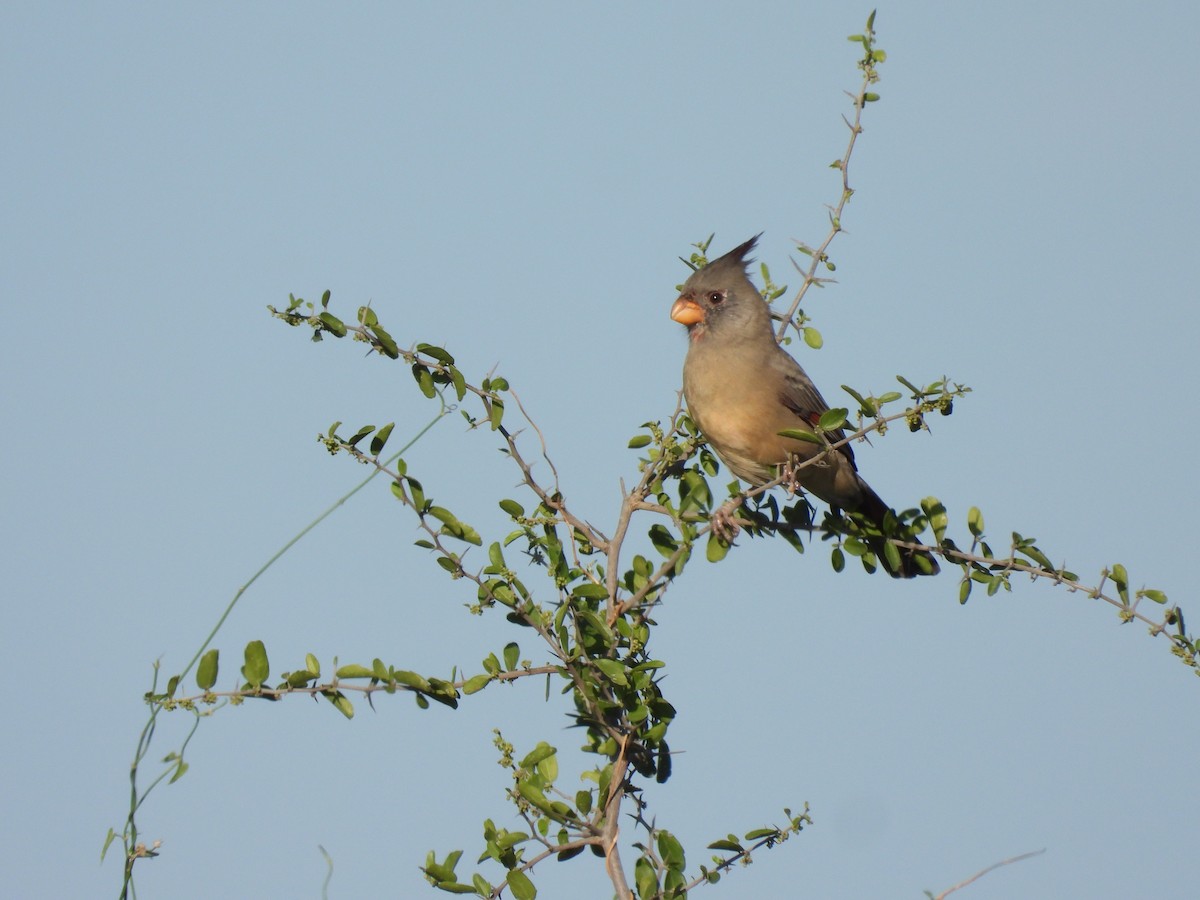 ムネアカコウカンチョウ - ML642614354