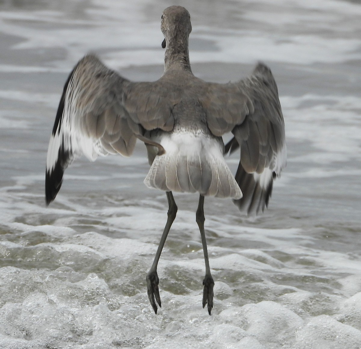 Willet - ML642614356