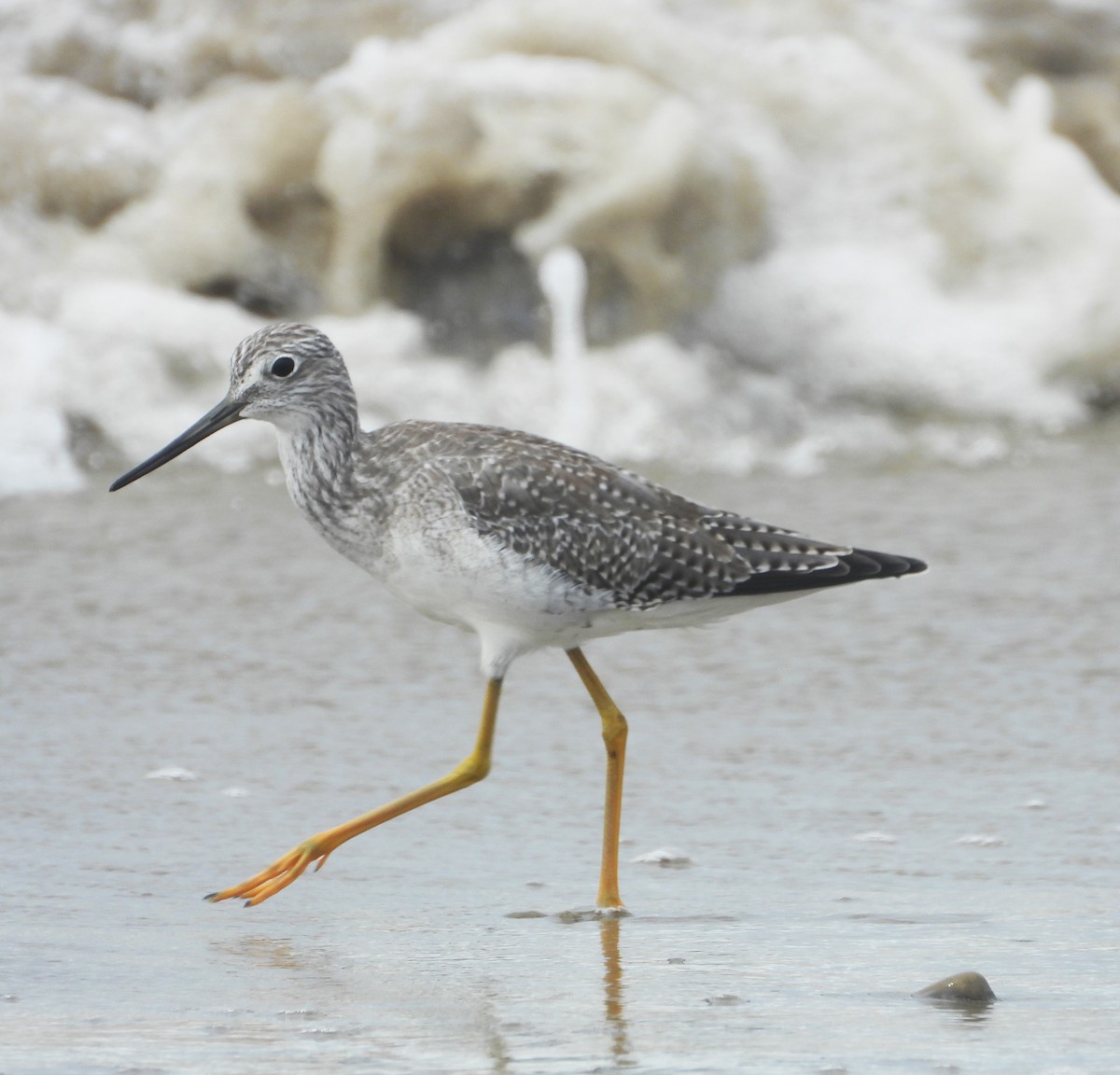 Greater Yellowlegs - ML642614374