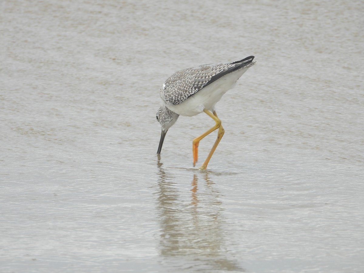 Greater Yellowlegs - ML642614377