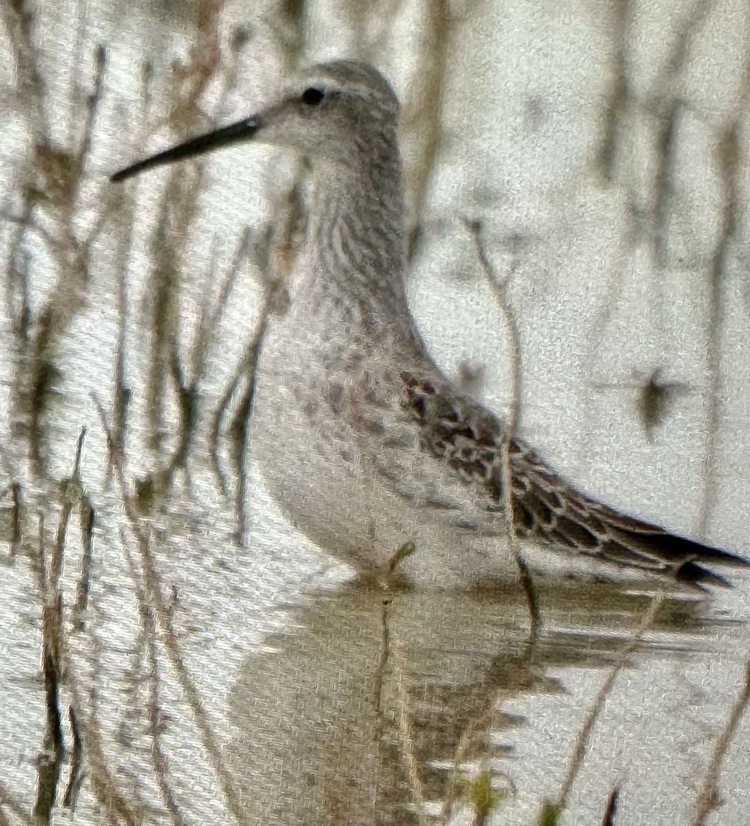 Stilt Sandpiper - ML642614388