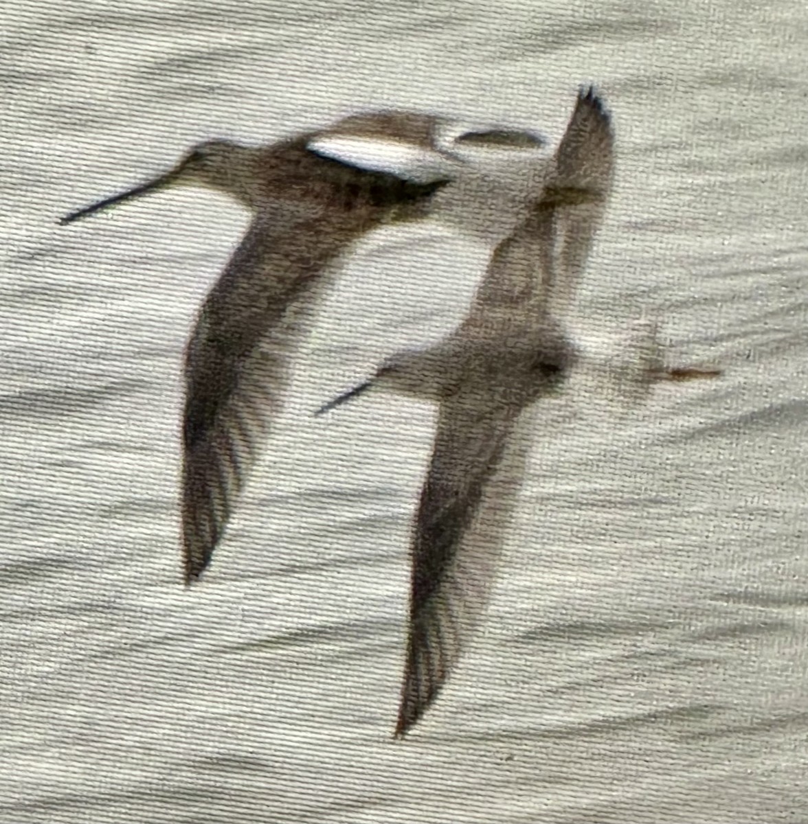 Stilt Sandpiper - ML642614389