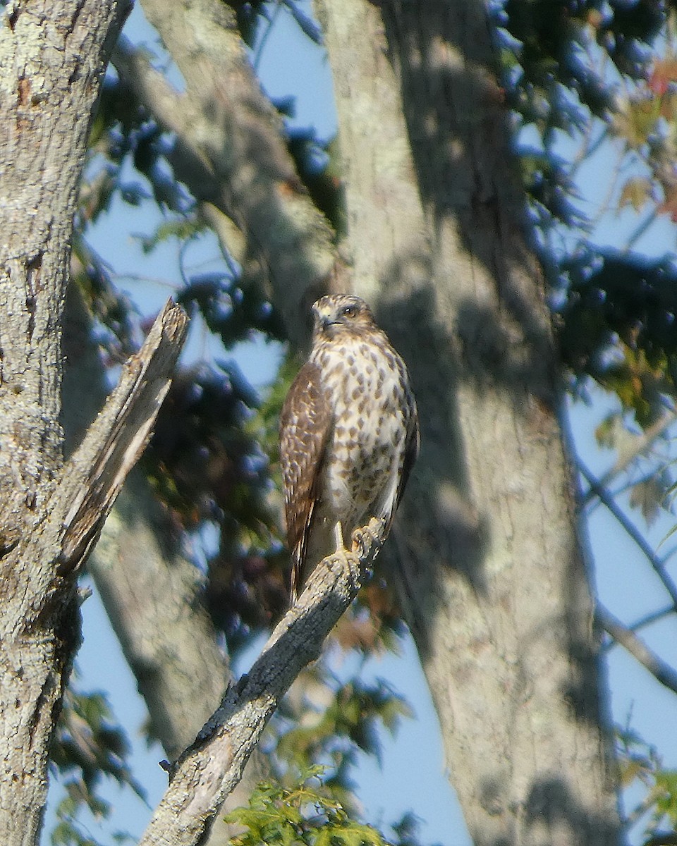 Red-shouldered Hawk - ML642614407
