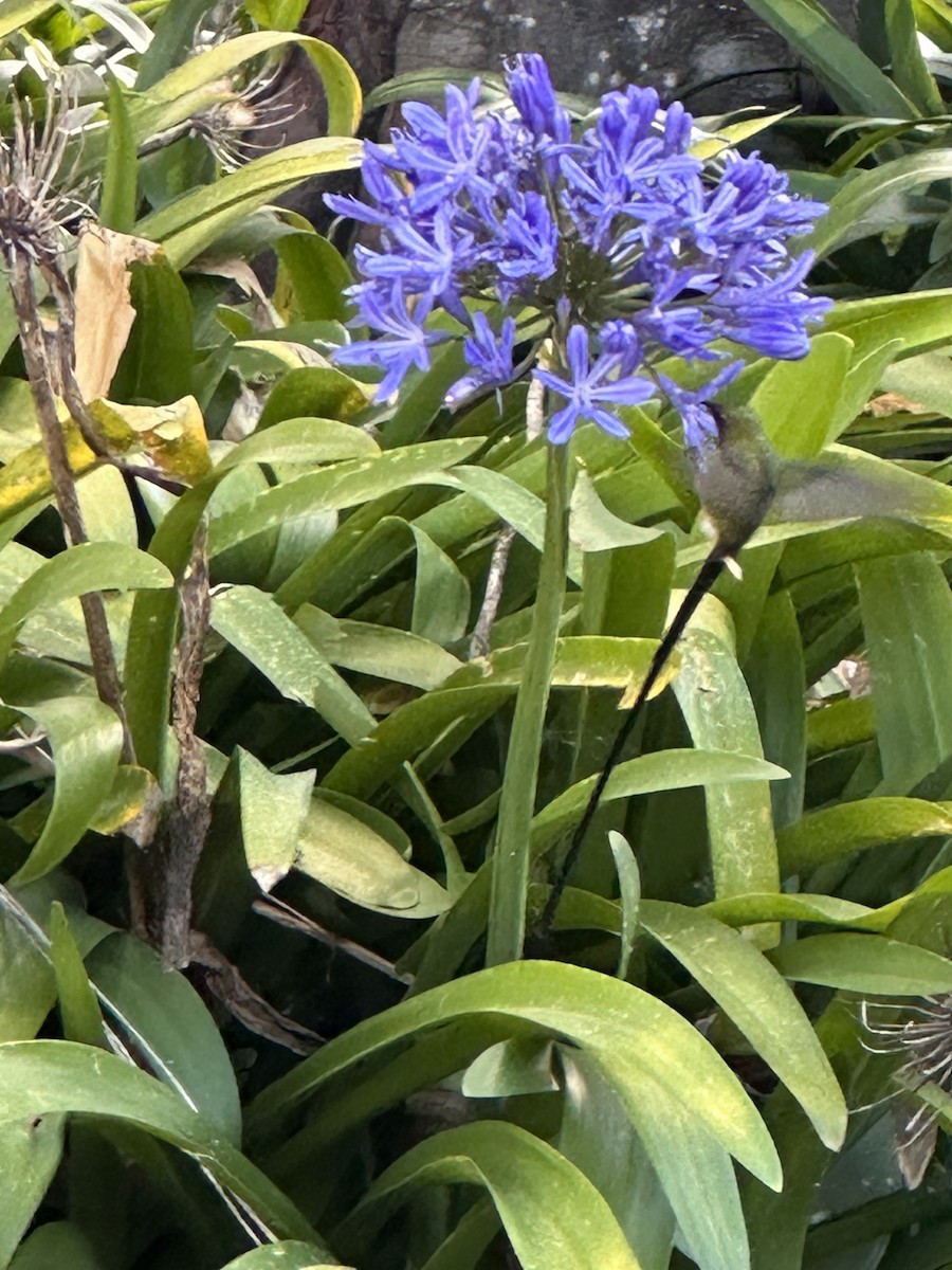 Black-tailed Trainbearer - ML642614409