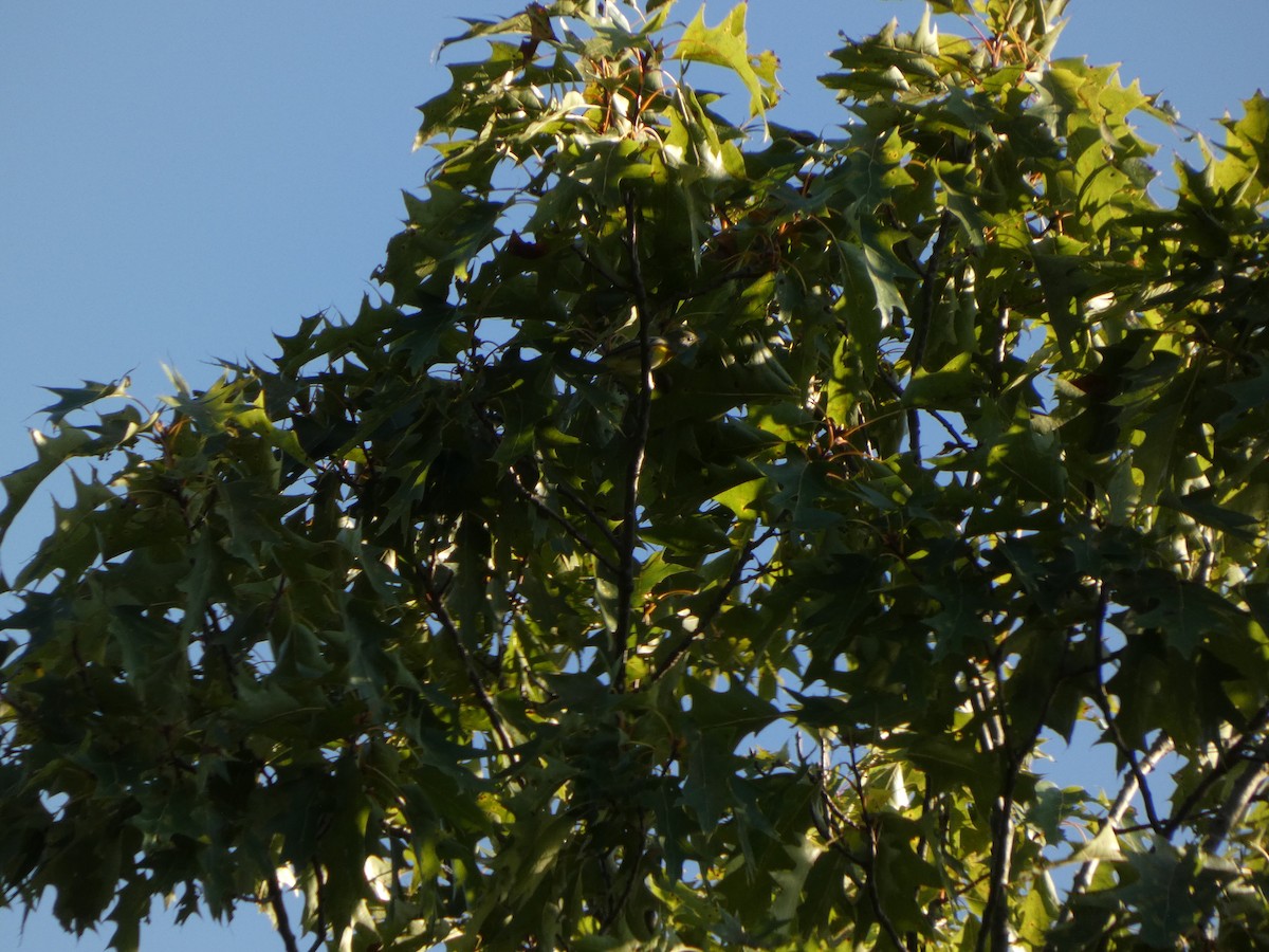 Northern Parula - ML642614411