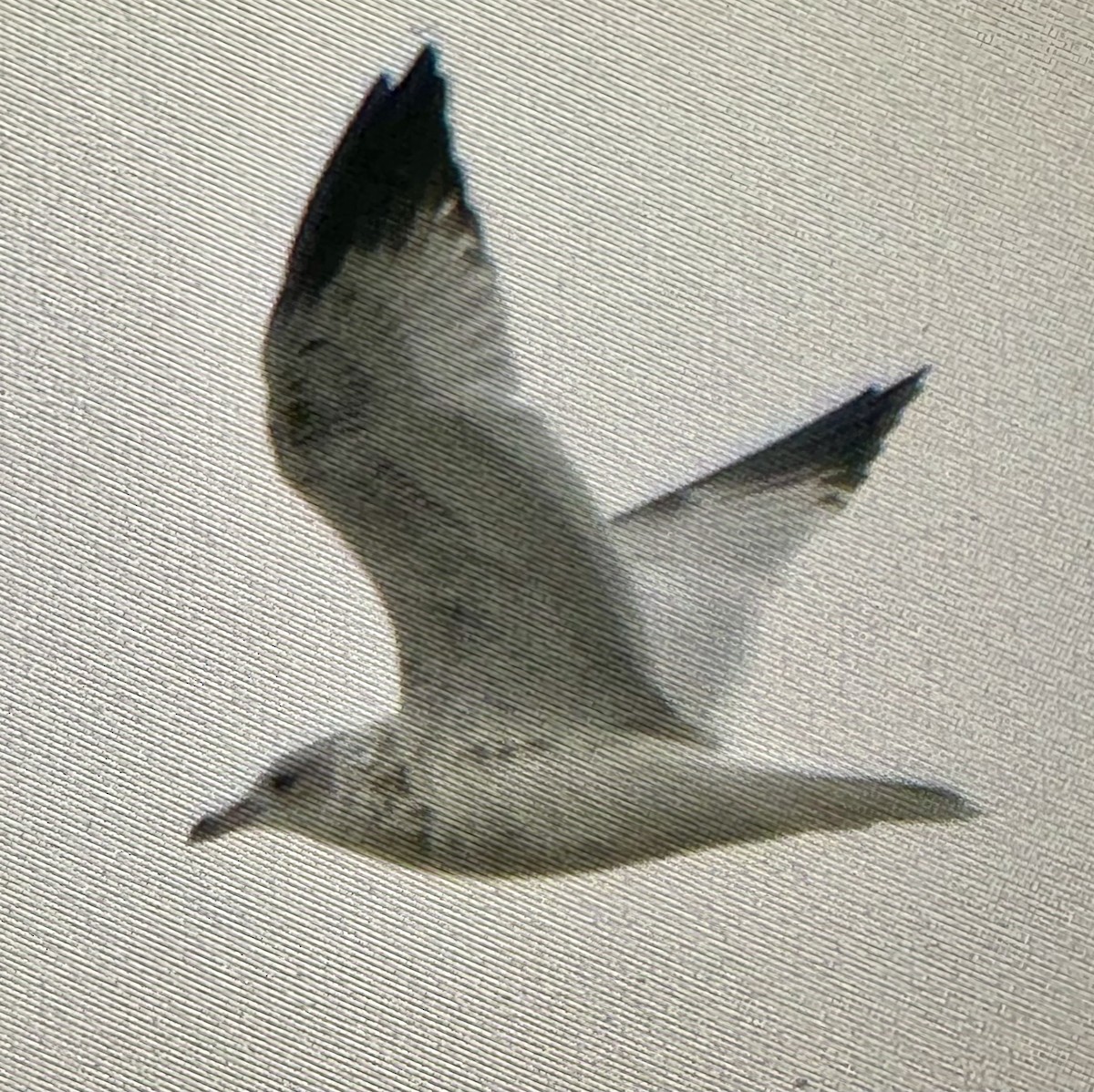 Ring-billed Gull - ML642614417